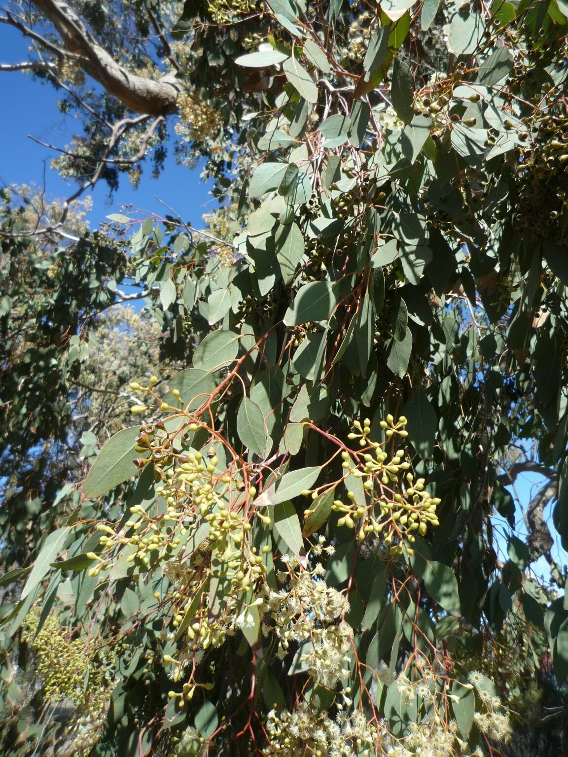 High Resolution Eucalyptus camaldulensis Leaf